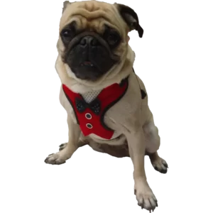 Smoking o Esmoquin para perro y gato